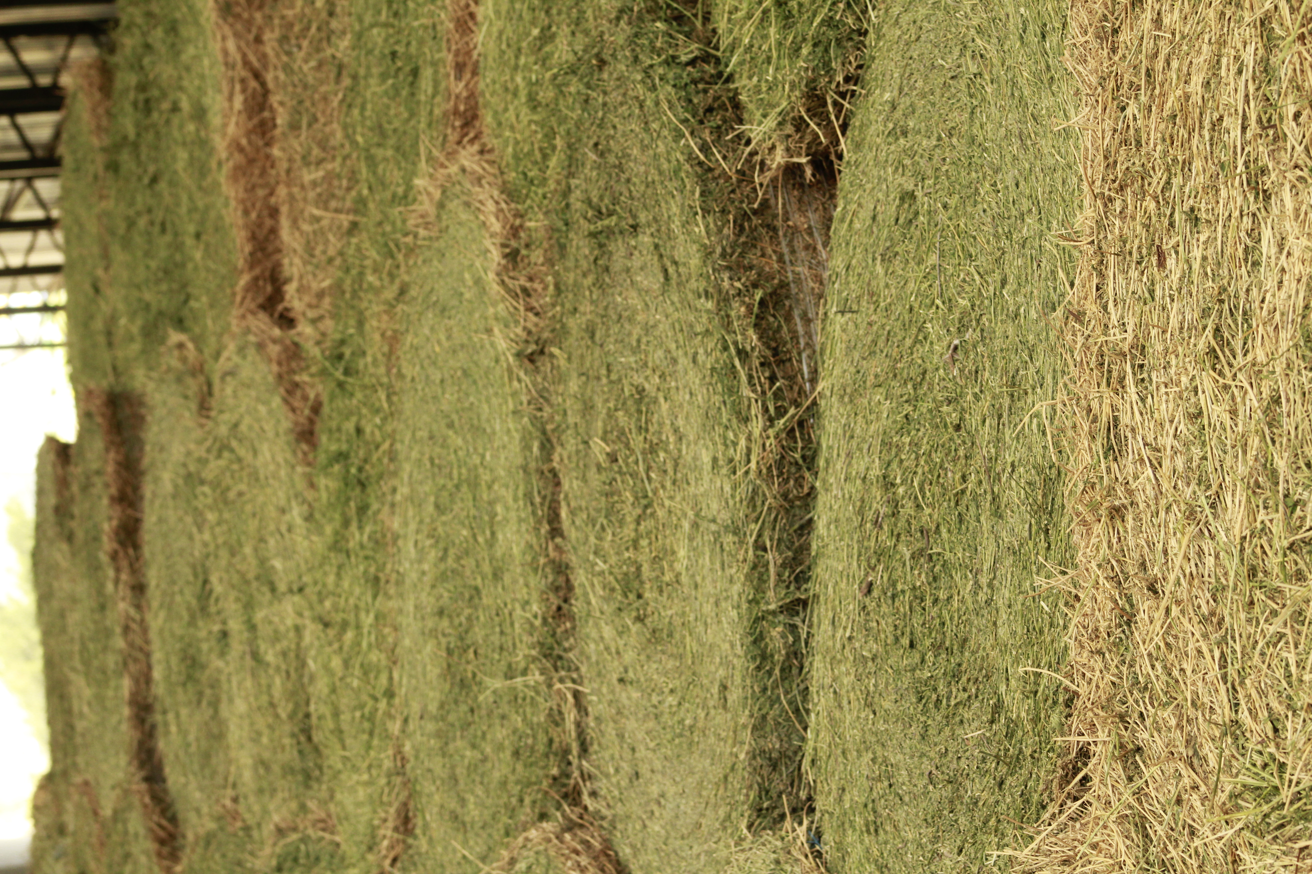 High quality alfalfa hay